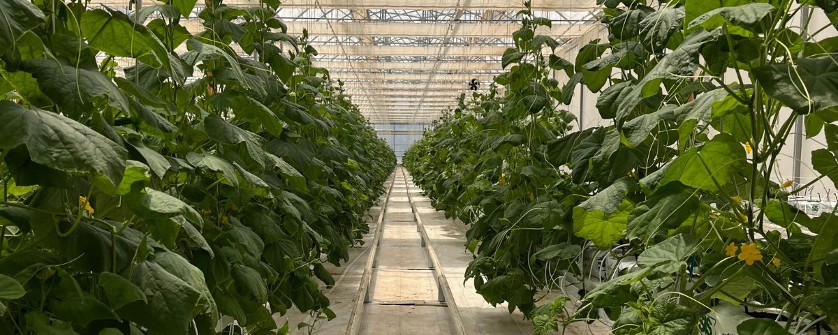 serre Bayer Latina