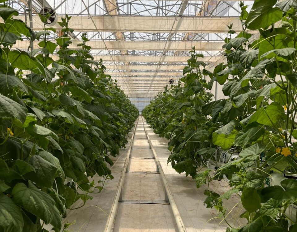 serre Bayer Latina
