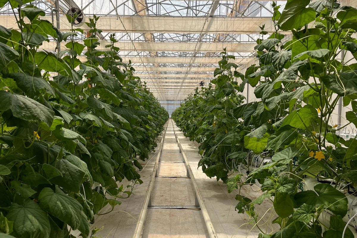 serre Bayer Latina