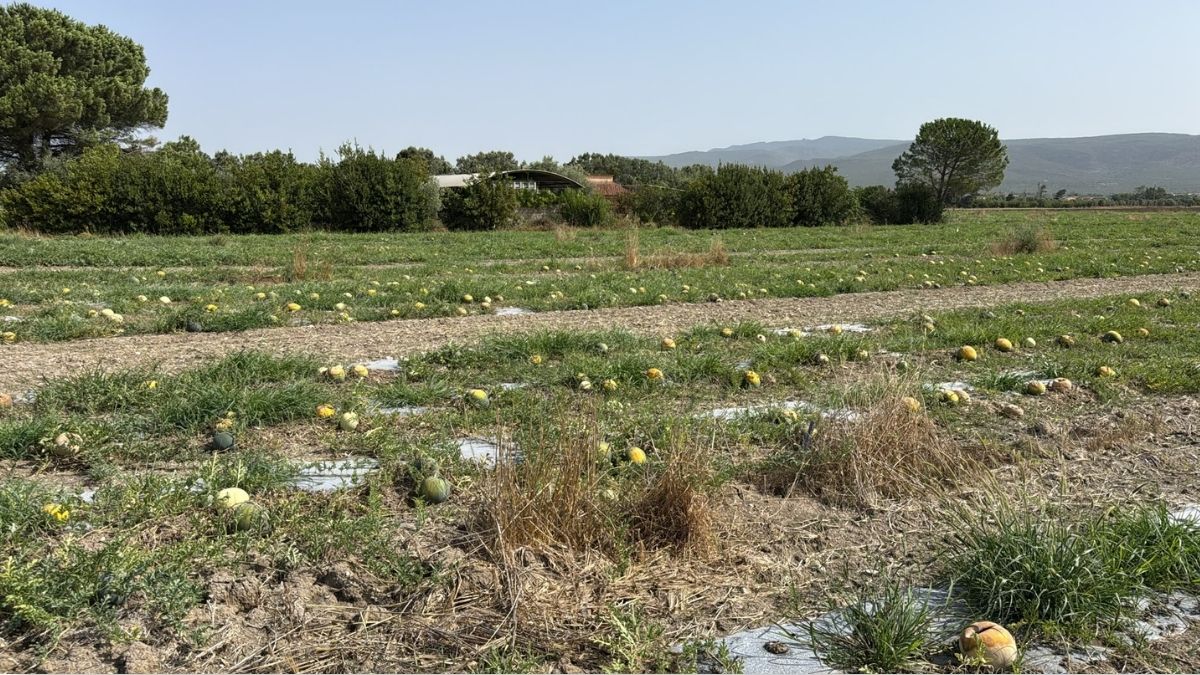 angurie e meloni caldo estremo in Sardegna