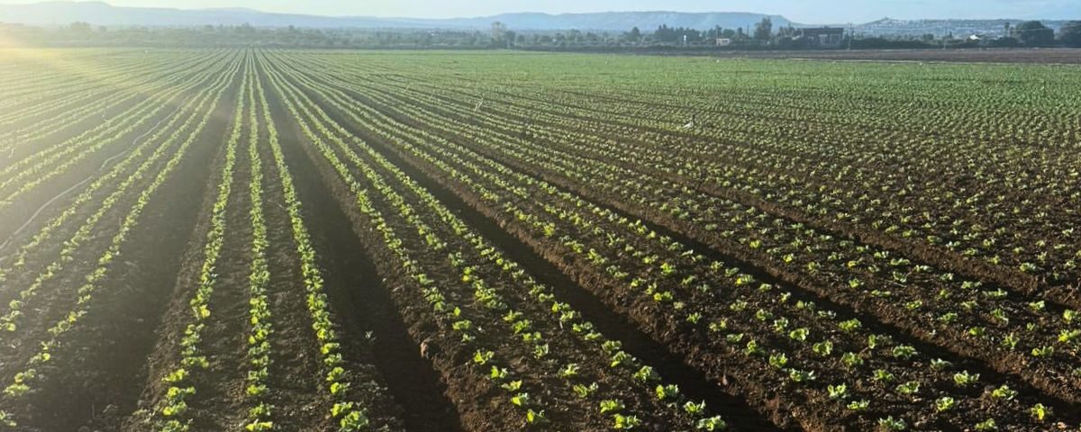 lattuga iceberg siciliana di Agricola Azzurra