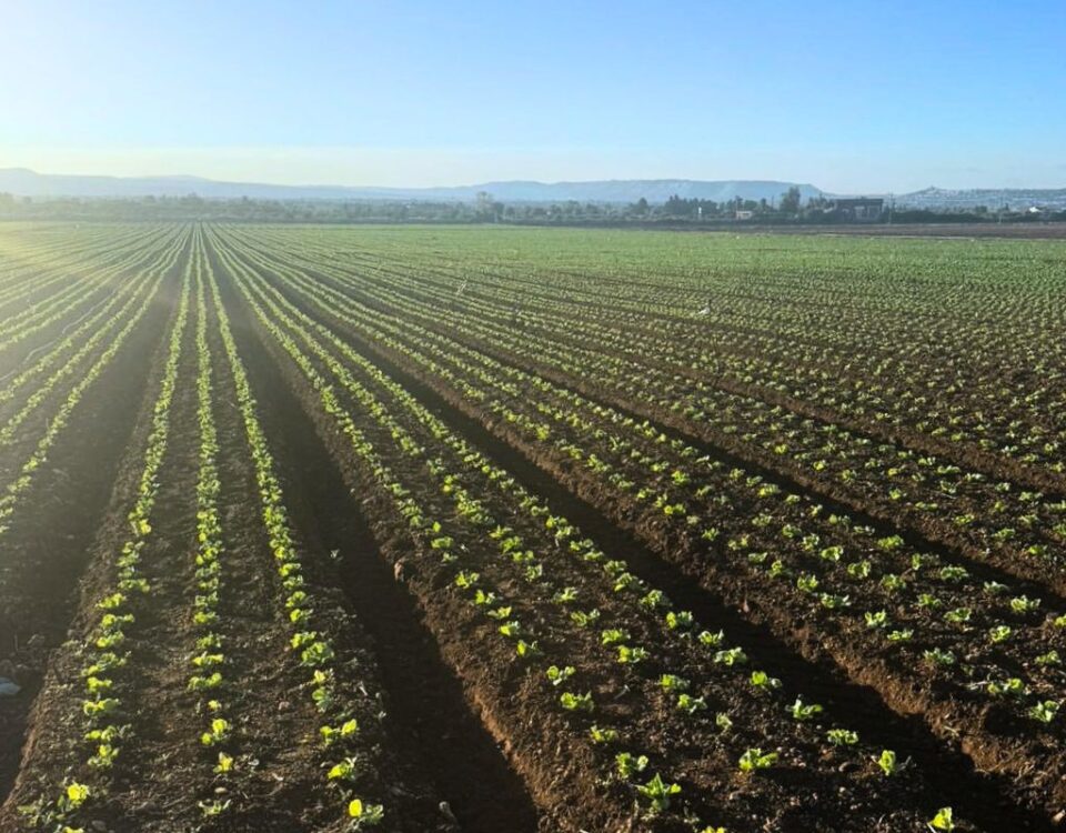 lattuga iceberg siciliana di Agricola Azzurra