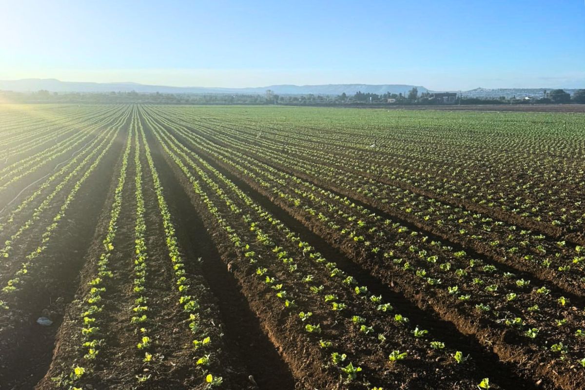 lattuga iceberg siciliana di Agricola Azzurra