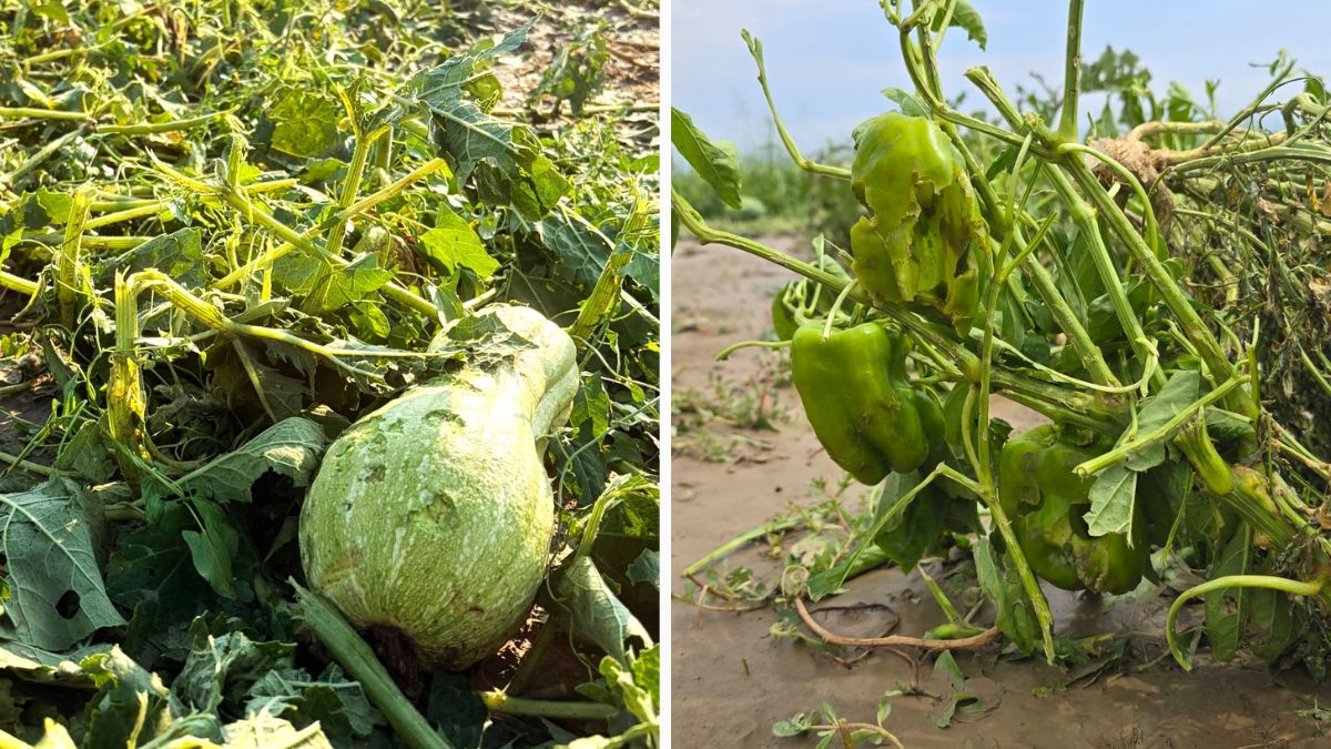 Maltempo agricoltura nel Veronese
