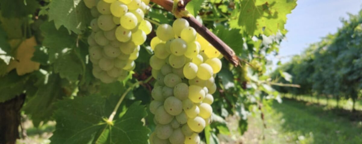 uva da tavola - Regina di Puglia - Noicàttaro