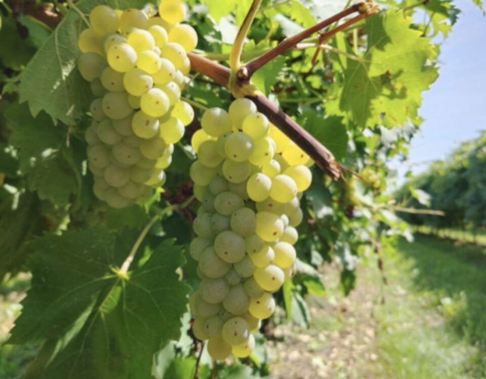 uva da tavola - Regina di Puglia - Noicàttaro