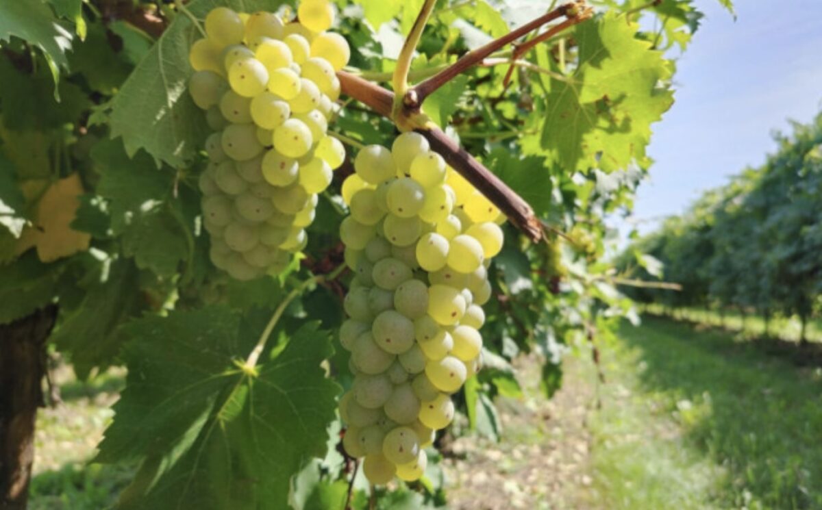 uva da tavola - Regina di Puglia - Noicàttaro